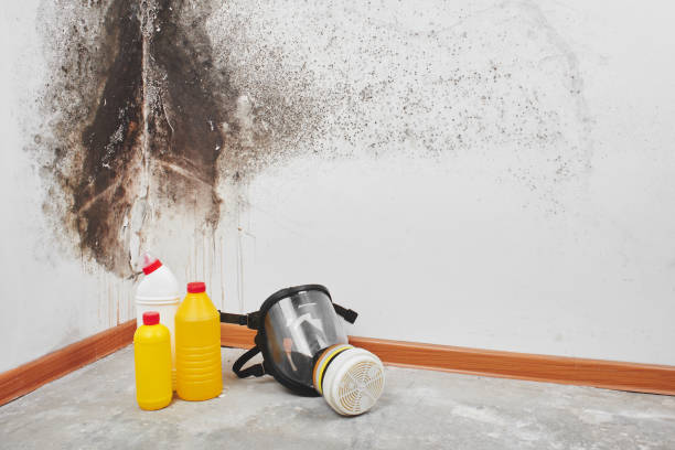 Best Mold Testing  in Dumas, TX