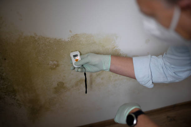 Best Office Mold Removal Services  in Dumas, TX