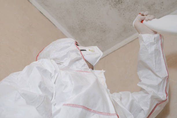 Best Black Mold Removal  in Dumas, TX
