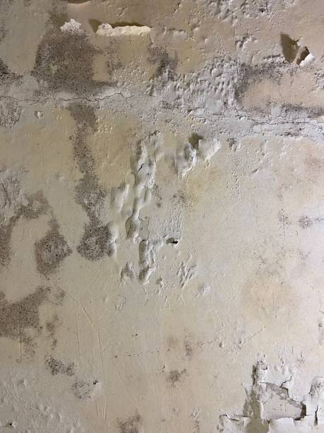 Best Mold Testing  in Dumas, TX