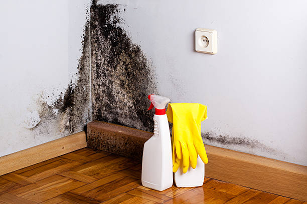 Best Commercial Mold Removal  in Dumas, TX