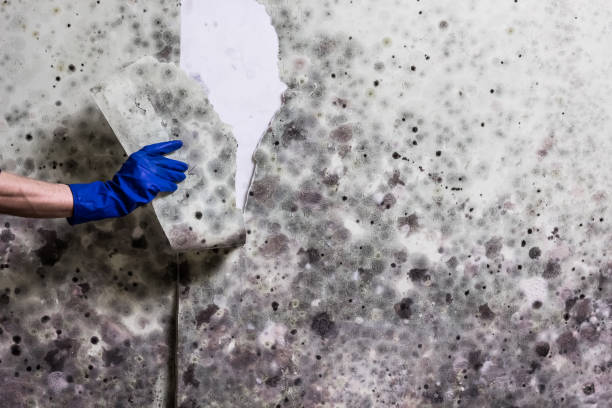 Best Professional Mold Removal  in Dumas, TX