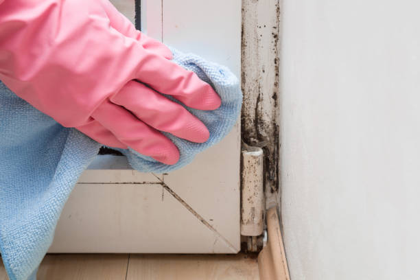 Best Attic Mold Removal  in Dumas, TX